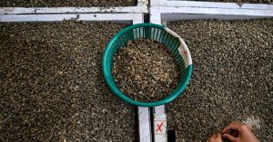 Coffee futures tumble amid improved supply expectations