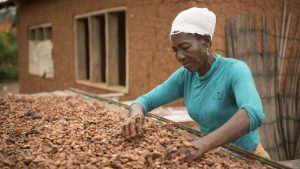 Fairtrade budgets €450,000 funding on cocoa standard update to support cocoa producers