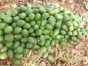 Hass avocado entices economic potentials for national development
