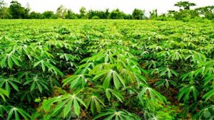 Experts recommend seed innovation to boost Nigeria’s crop production