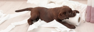 In Praise of Boredom